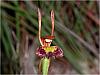 Leporella fimbriata - Fringed Hare Orchid.jpg